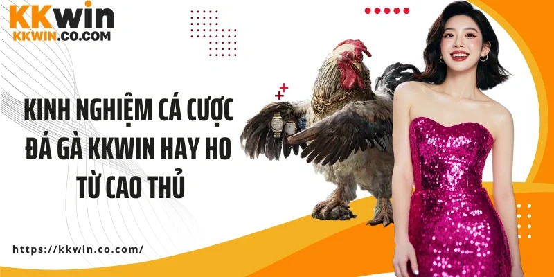 Kinh nghiệm cá cược đá gà KKWIN hay từ cao thủ