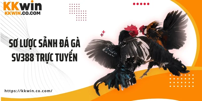 Sơ lược sảnh đá gà SV388 trực tuyến